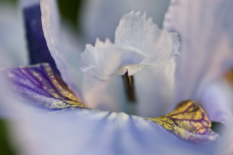 Iris - Close Up