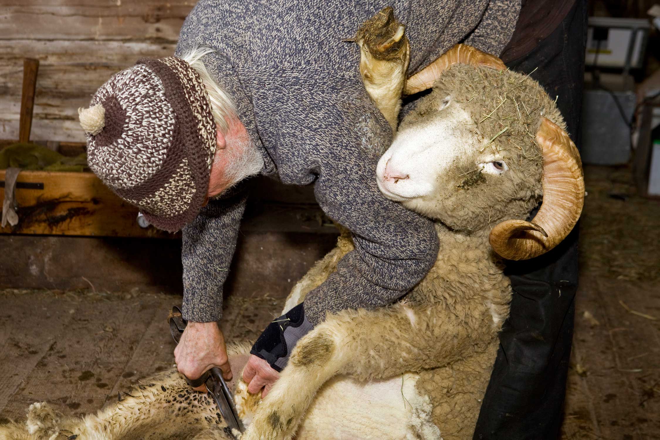 Sheep Shearing (1)
