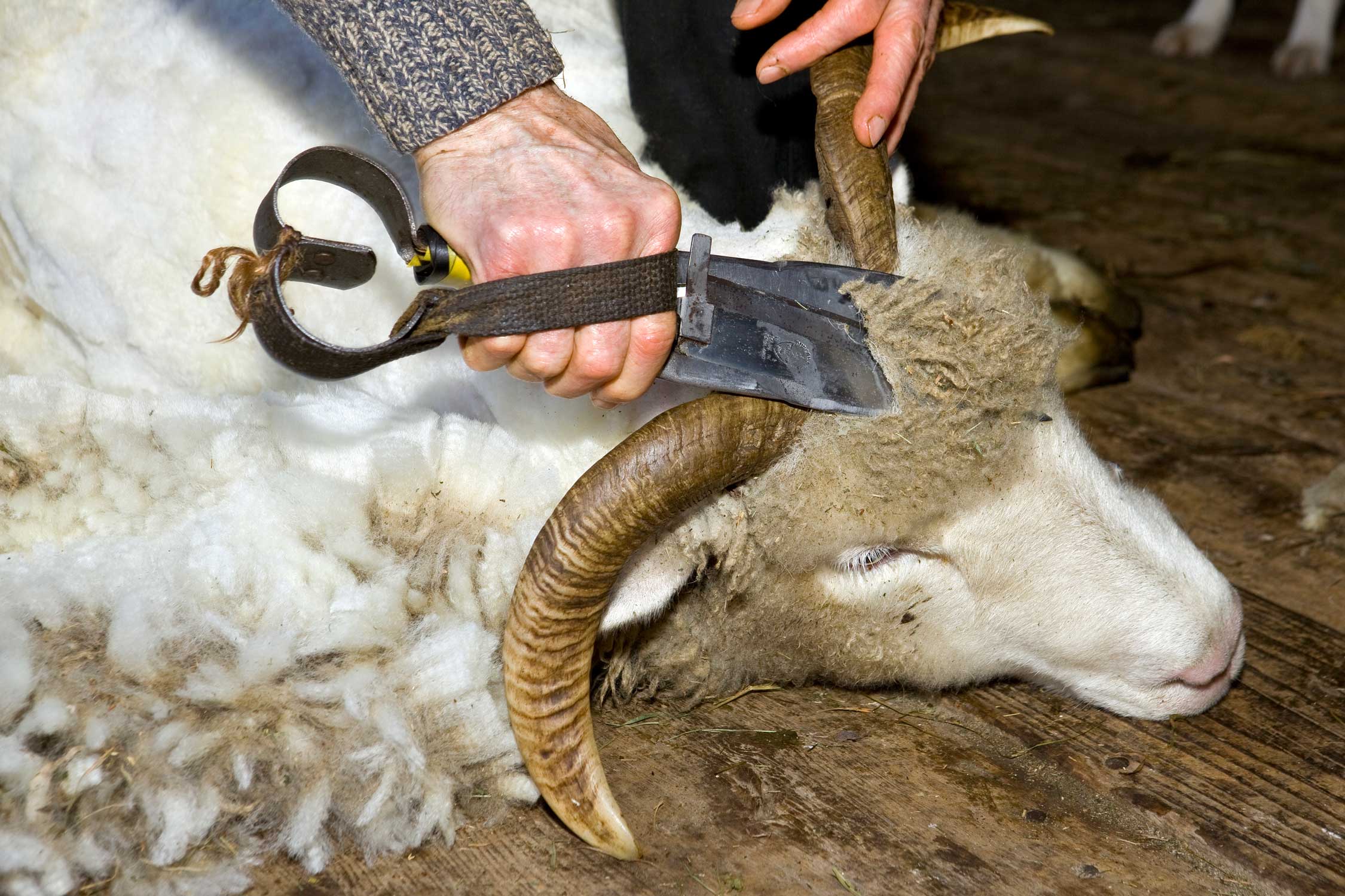 Sheep Shearing (7)