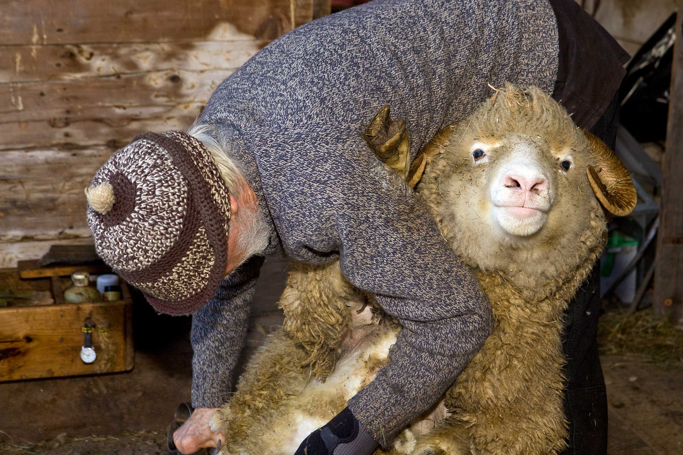 Sheep Shearing (8)